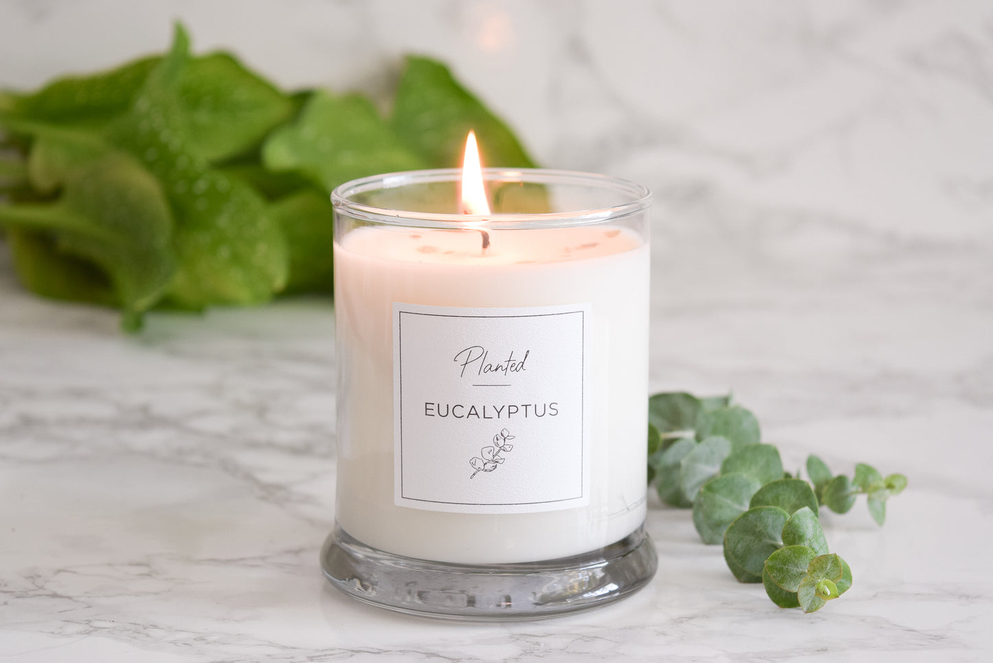 Energizing Eucalyptus Candle-Planted 9oz