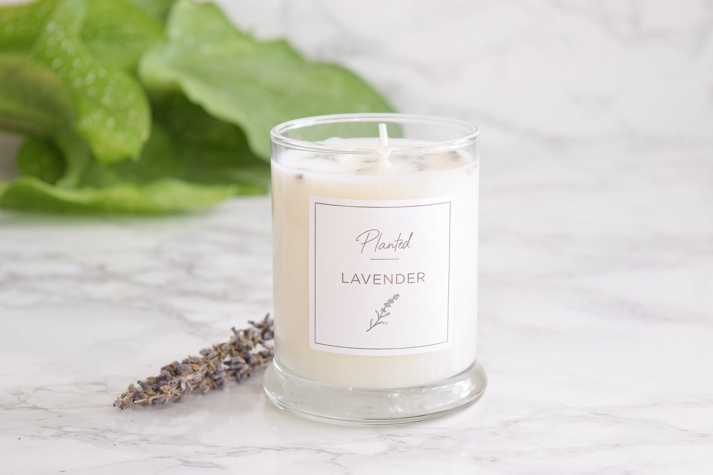 Calming Lavender Candle-Planted